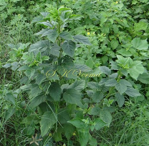  Plant